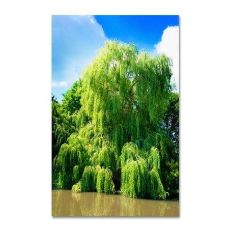Philippe Sainte-Laudy 'Weeping Willow' Canvas Art,30x47